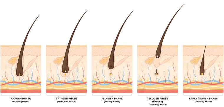 Hair Growth Stages  How You Can Increase Anagen Phase of your Hair